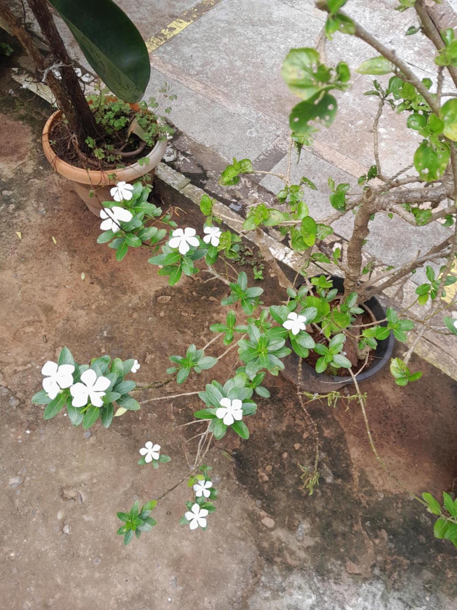 Ivon Guest House Arambol Kültér fotó